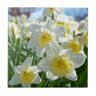 Beautiful yellow and white daffodils garden ceramic tile