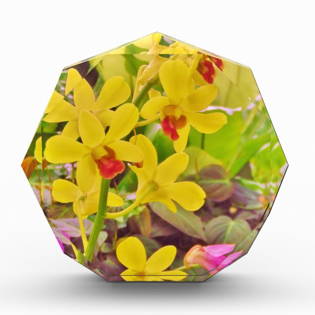 Beautiful Yellow autumn orchids Acrylic Award (Front)
