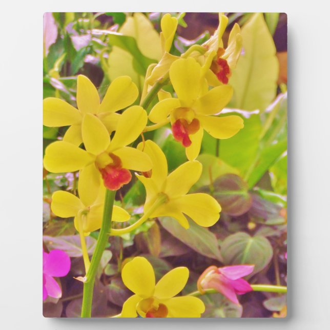 Beautiful Yellow autumn orchids Plaque (Front)