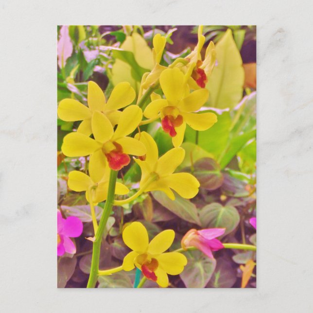 Beautiful Yellow autumn orchids Postcard (Front)