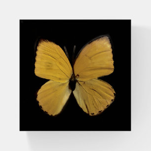 Beautiful Yellow Butterfly Glass Square Paperweight