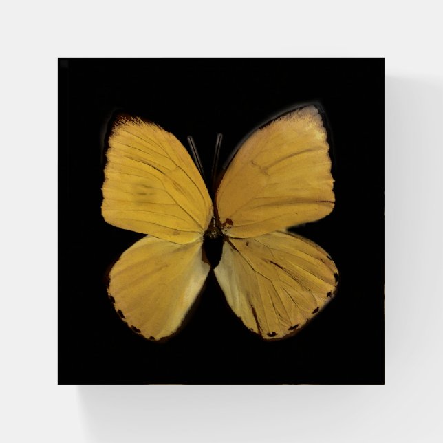 Beautiful Yellow Butterfly Glass Square Paperweight (Front)