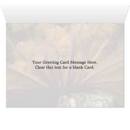 Beautiful Yellow crinoid (Inside Horizontal (Bottom))