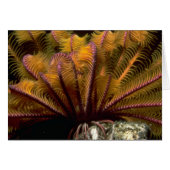 Beautiful Yellow crinoid (Front Horizontal)