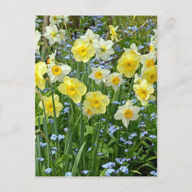 Beautiful yellow daffodil garden postcard (Front)