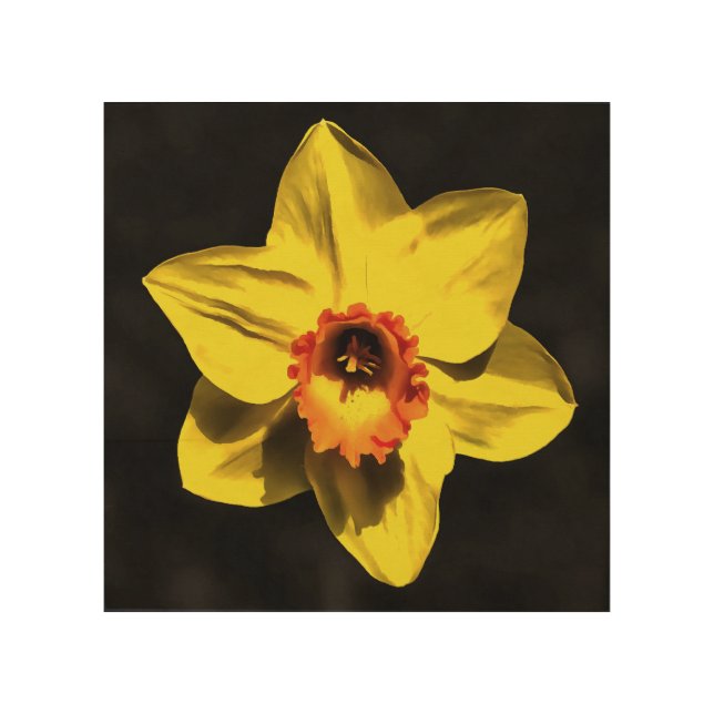 Beautiful Yellow Daffodil Spring Flower On Grey Wood Wall Art (Front)