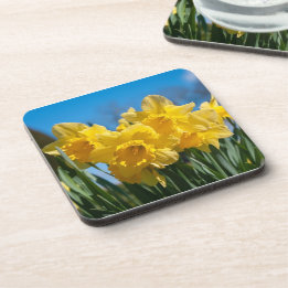 Beautiful Yellow Daffodils Beverage Coaster