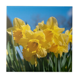 Beautiful Yellow Daffodils Ceramic Tile