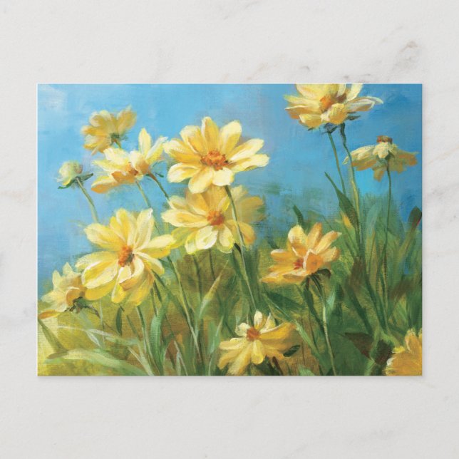 Beautiful Yellow Daisies Postcard (Front)