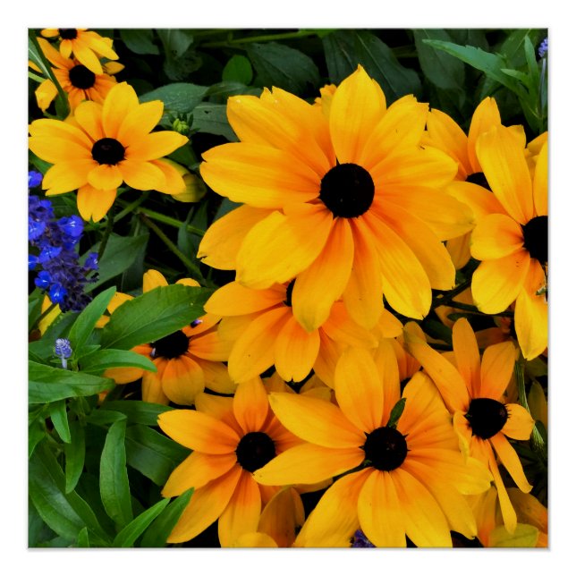 Beautiful Yellow Daisy Photo Poster (Front)