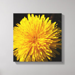 Beautiful Yellow Dandelion Canvas Print