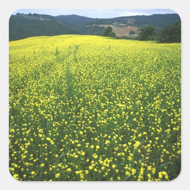 Beautiful yellow flower covered fields of San Square Sticker (Front)