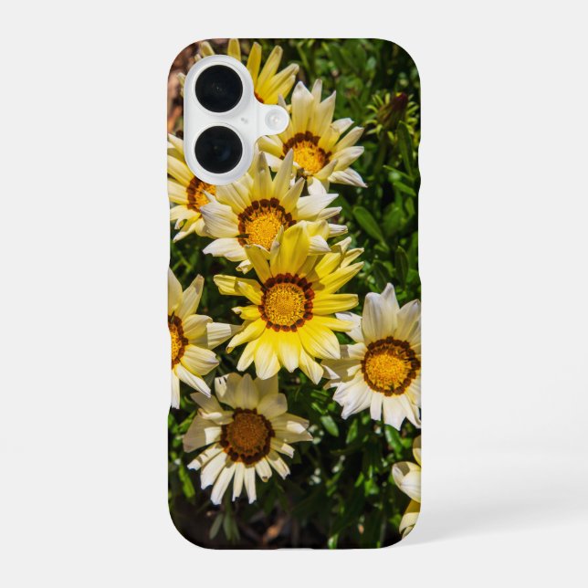 Beautiful yellow Gazania flowers in the garden iPhone Case (Back)