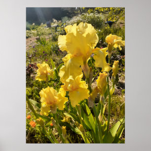 Beautiful Yellow Iris Flower Garden Poster