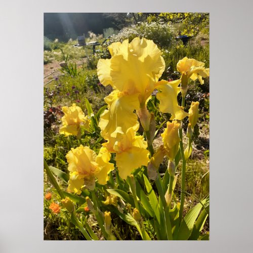 Beautiful Yellow Iris Flower Garden Poster