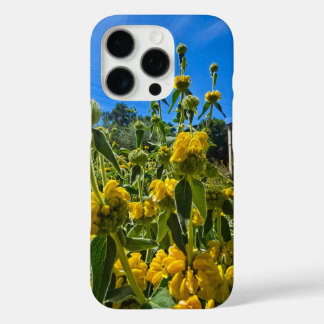 beautiful yellow Jerusalem sage flowers iPhone 16 Pro Case