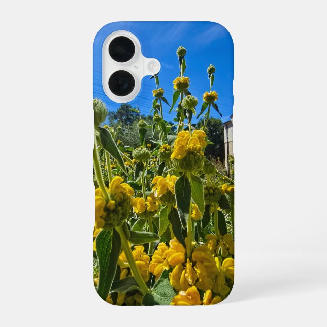 beautiful yellow Jerusalem sage flowers iPhone Case (Back)