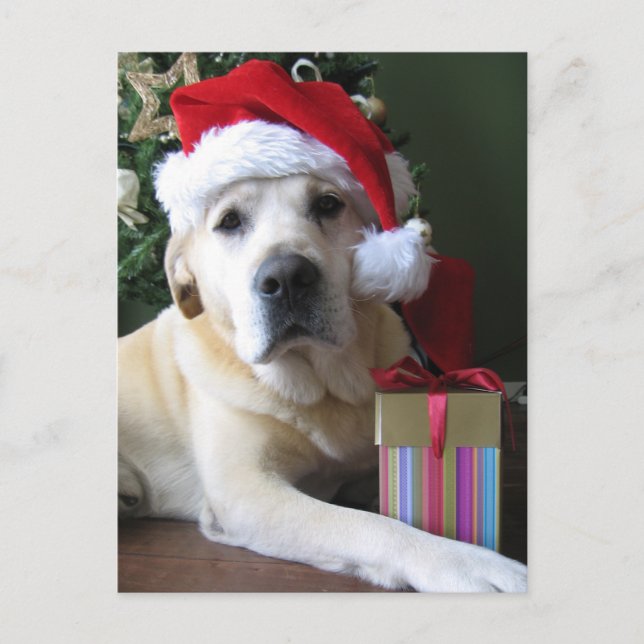 Beautiful Yellow Labrador Santa Holiday Postcard (Front)