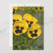 Beautiful yellow Pansies (Front)
