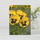 Beautiful yellow Pansies (Standing Front)