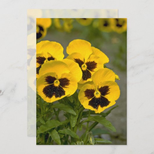 Beautiful yellow Pansies (Front/Back)