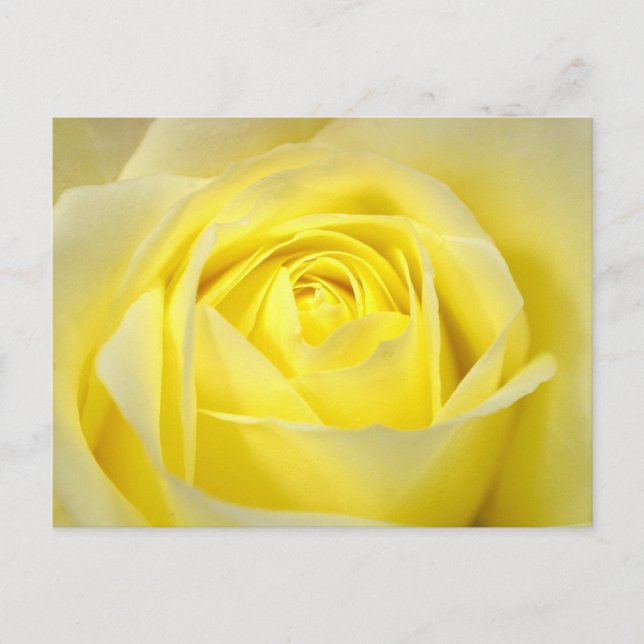Beautiful Yellow Rose Bridal Shower Invitation Postcard (Front)