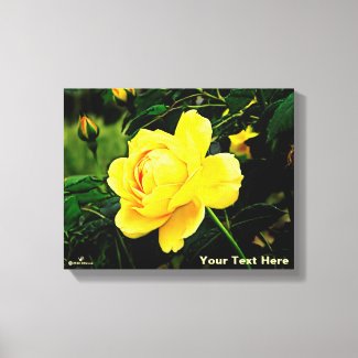 Beautiful Yellow Rose