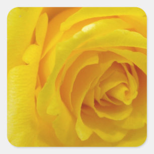 beautiful yellow rose flower photography square sticker