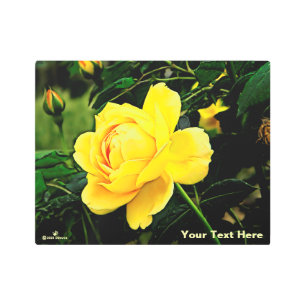 Beautiful Yellow Rose Metal Print