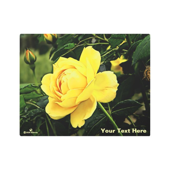 Beautiful Yellow Rose Metal Print (Front)