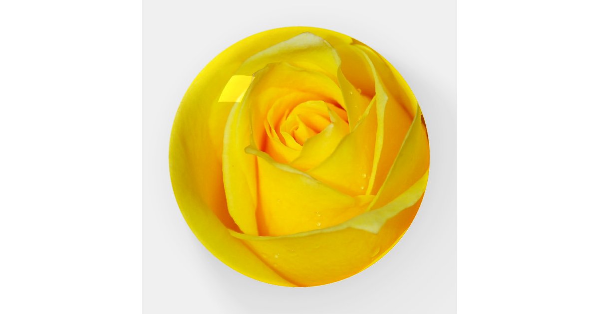 beautiful single yellow rose