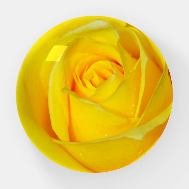 Beautiful yellow rose paperweight (Front)