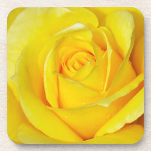 Beautiful yellow rose petals beverage coaster