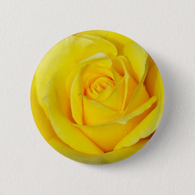 Beautiful yellow rose petals pinback button (Front)