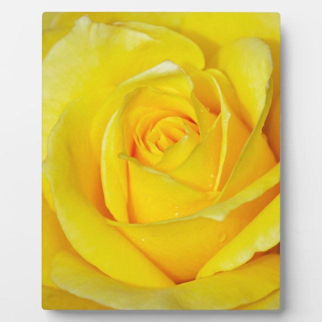 Beautiful yellow rose petals plaque (Front)