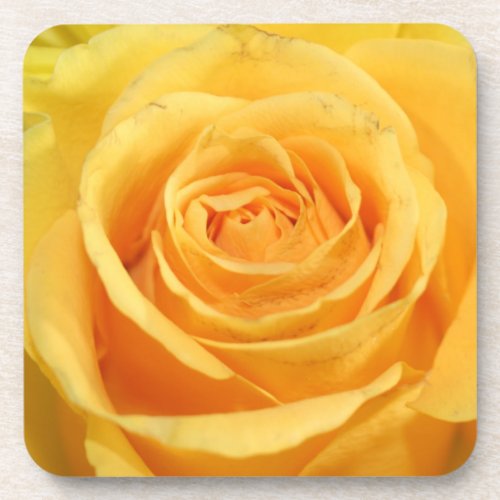 Beautiful Yellow Rose Photography Beverage Coaster