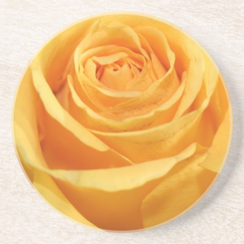 Beautiful Yellow Rose Photography Coaster