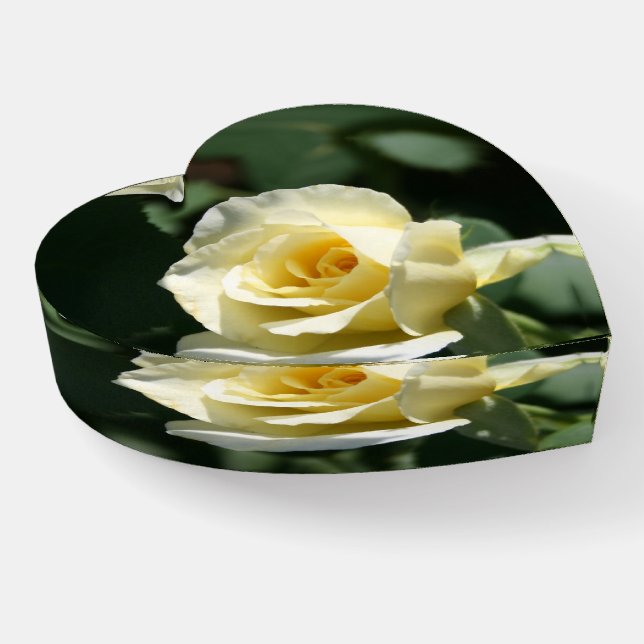 Beautiful Yellow Rose Photography Paperweight (Angled)