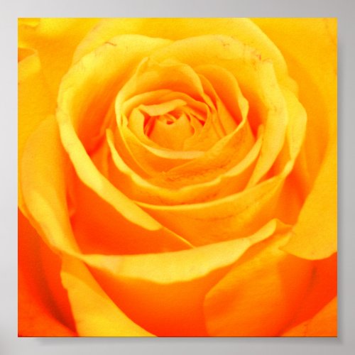 Beautiful Yellow Rose Photography Poster
