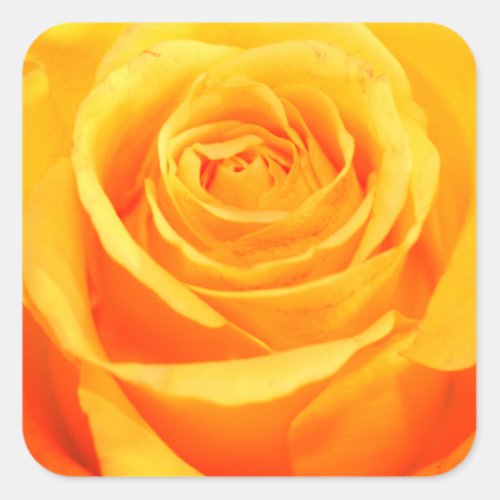Beautiful Yellow Rose Photography Square Sticker