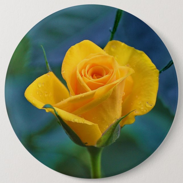 Beautiful yellow rose pinback button (Front)