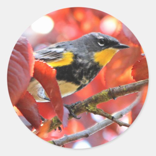 Beautiful Yellow_Rumped Warbler in the Tree Classic Round Sticker