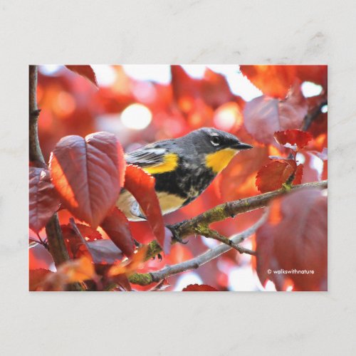 Beautiful Yellow_Rumped Warbler in the Tree Postcard