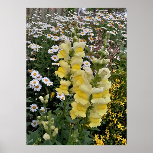 Beautiful Yellow Snapdragon Flower Garden Poster