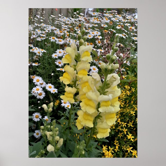 Beautiful Yellow Snapdragon Flower Garden Poster (Front)