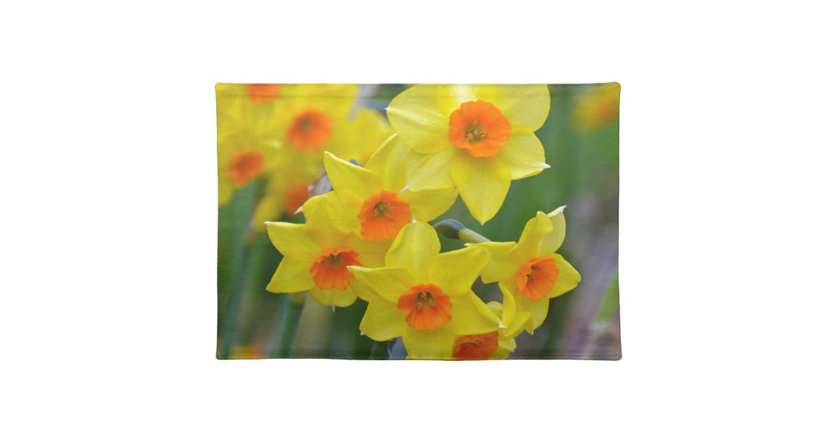 Beautiful yellow spring daffodils placemat