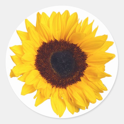 Beautiful Yellow Sunflower on White Sticker
