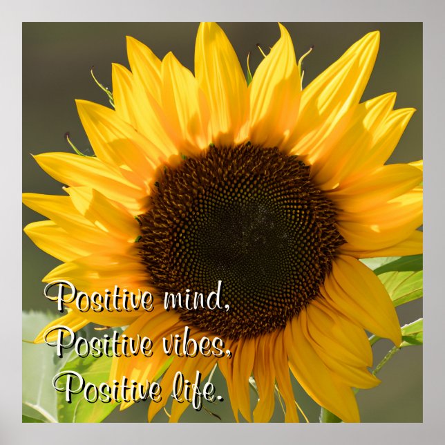 Beautiful Yellow Sunflower under the Sun Picture Poster (Front)