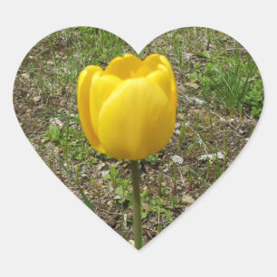Beautiful Yellow Tulip Heart Sticker