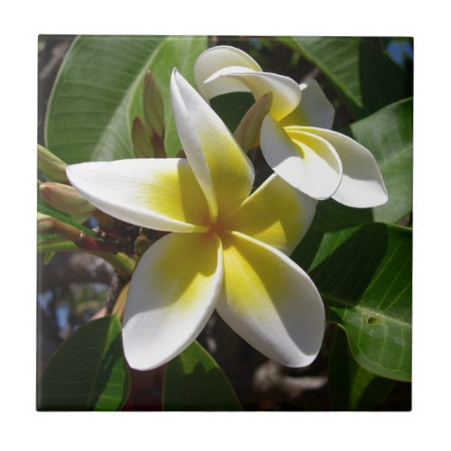 Beautiful yellow_white Plumeria flower Ceramic Tile